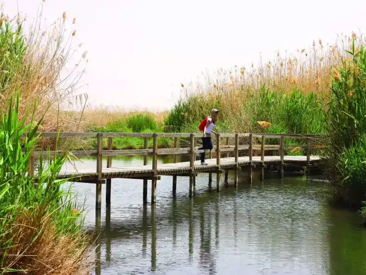 Azraq Wetland Reserve