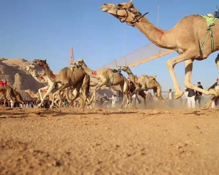 Camel Race Festival in Wadi Rum