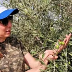 Olive Picking in Jordan