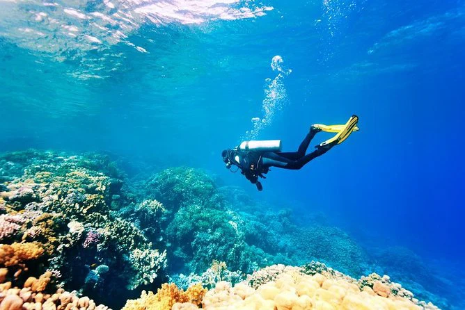 red sea life diving
